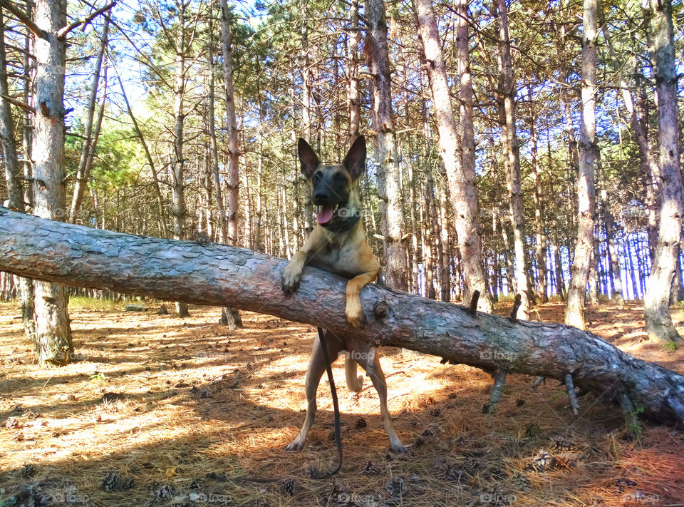 Belgian shepherd malinois dog in forest