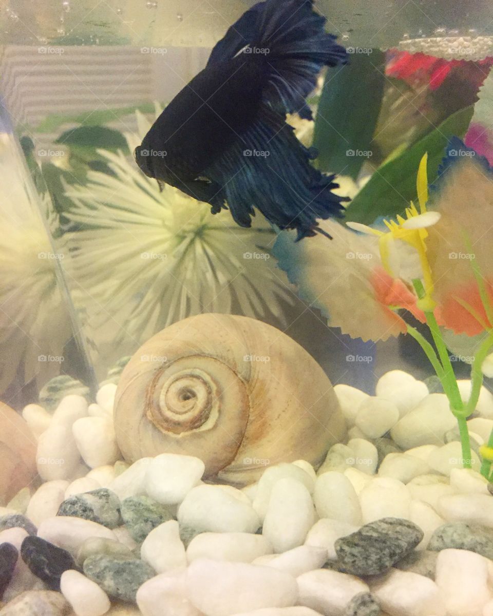 Seashell in the fish tank 