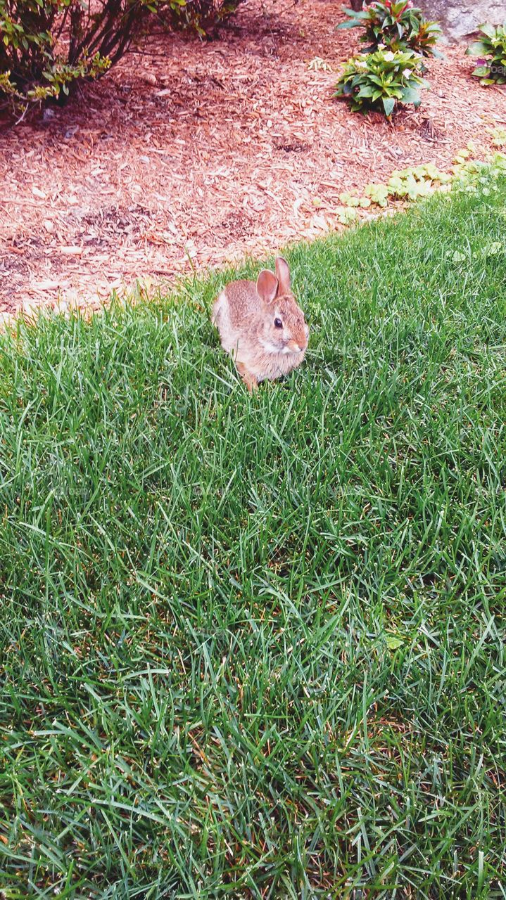 baby bunny