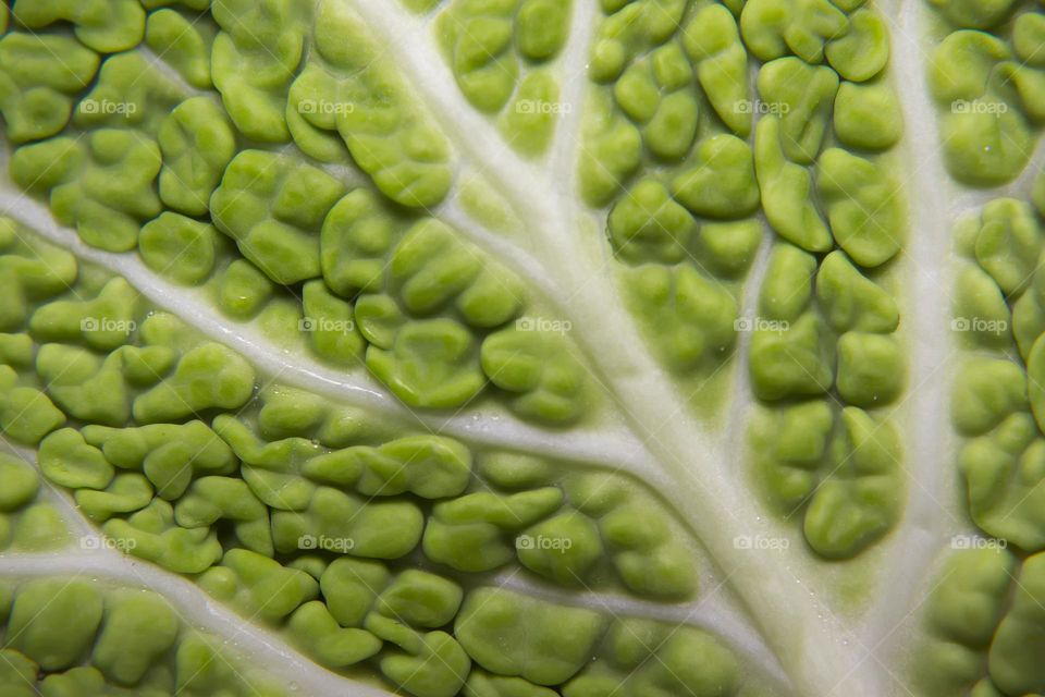 Macro of savoy cabbage creating pattern of abstract green blobs.