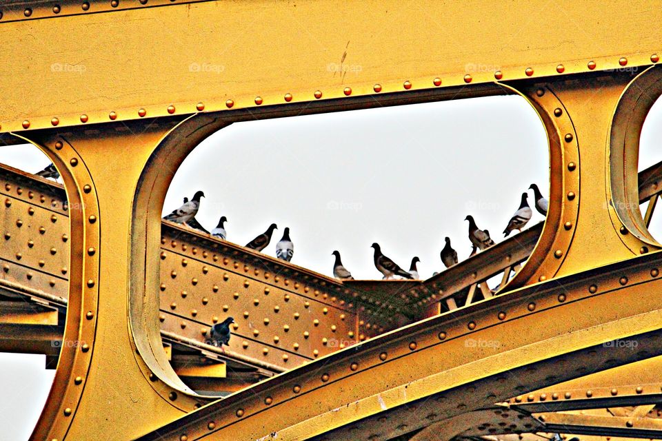 Birds on a Bridge