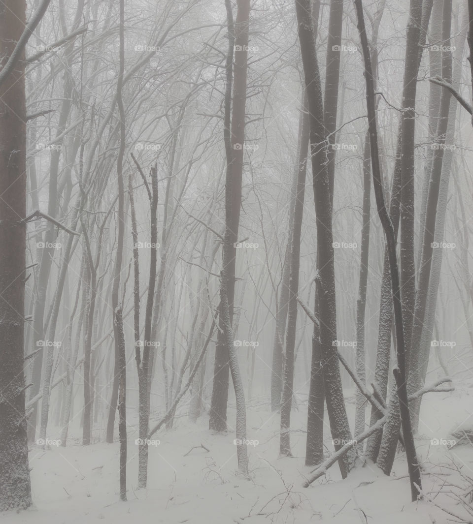 The magic winter forest