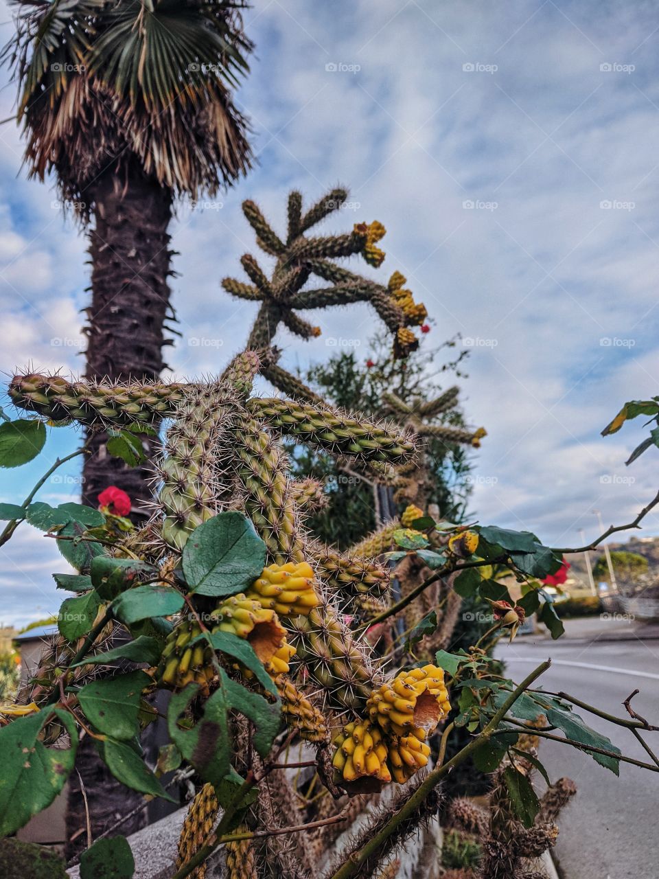 Cactus on the streets of Strunjan, Slovenija.
