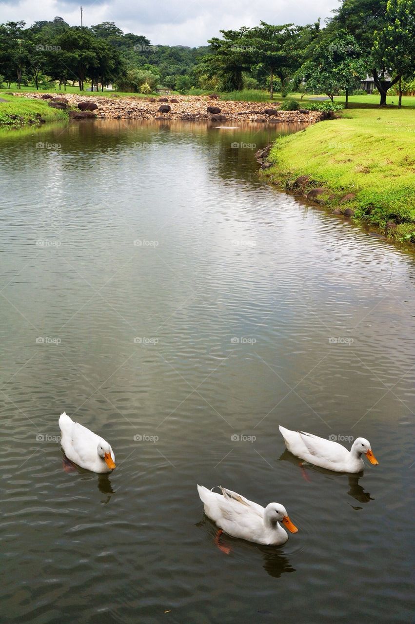 Ducks in a lake 