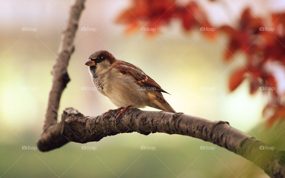 sparrow rare click