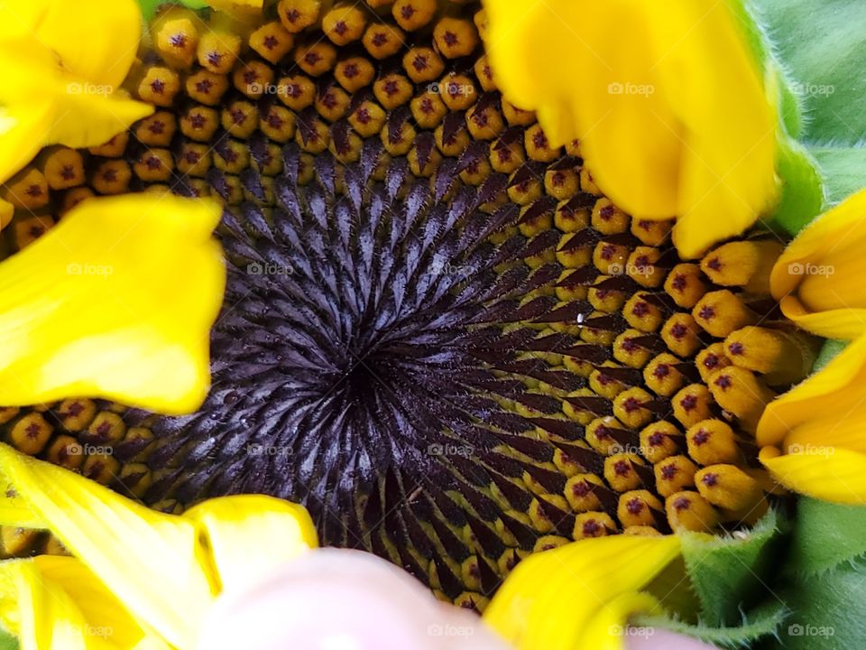 A peak in to a sunflower starting to bloom