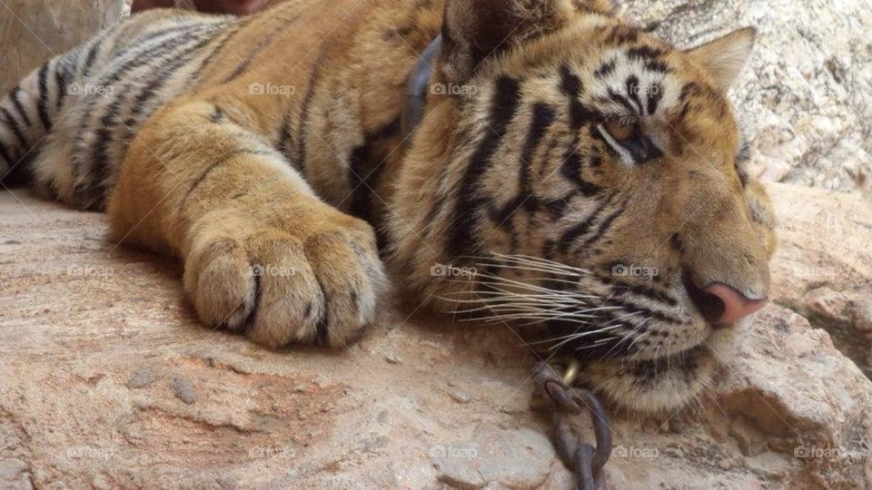 Tiger In Thailand 