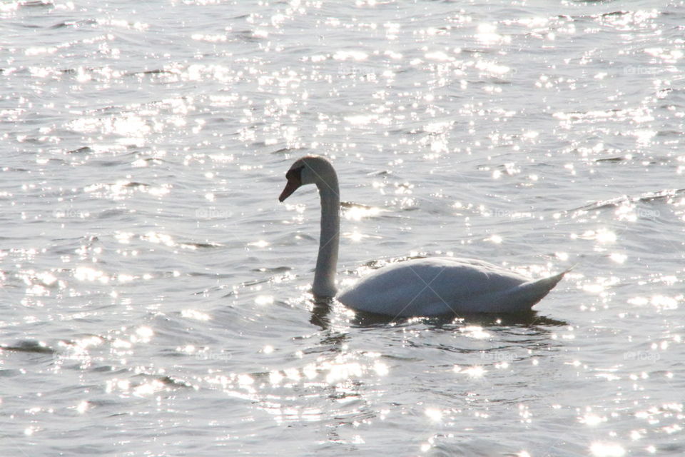 swan and sun light