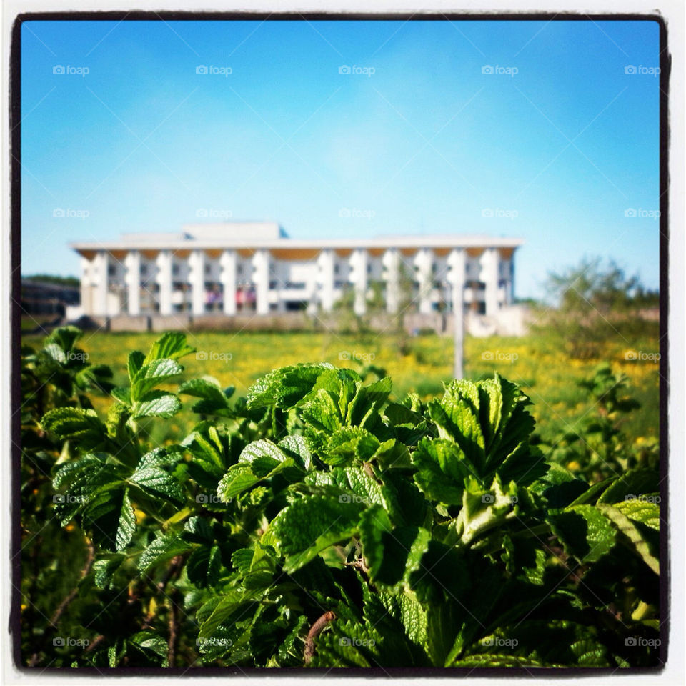 green grass russia cherepovec by tony__stark