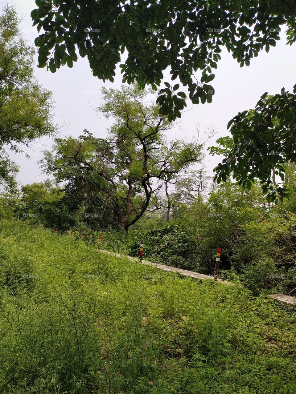Greenery everywhere at the onset of monsoon