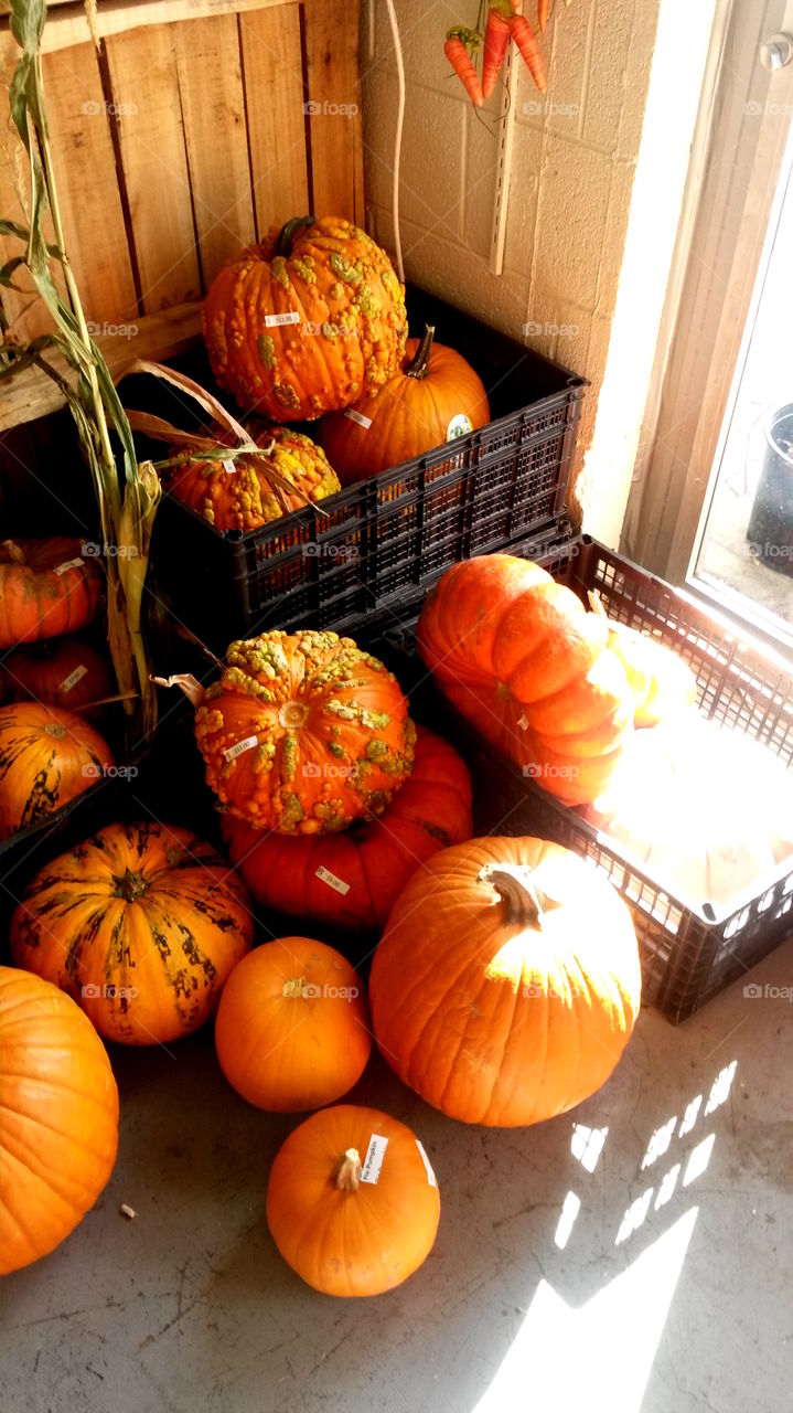 Pumpkin with price tag