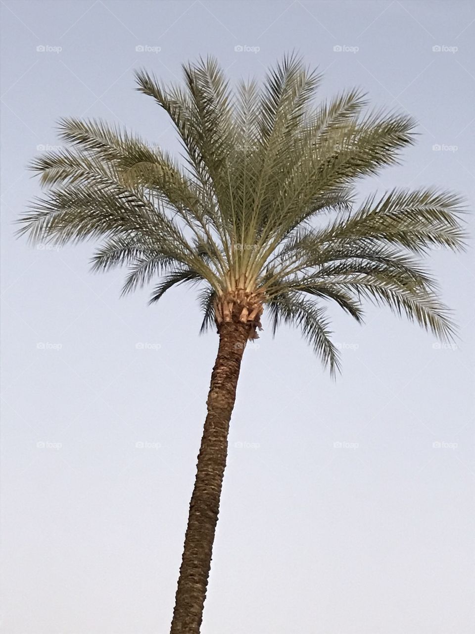 A tall palm tree.