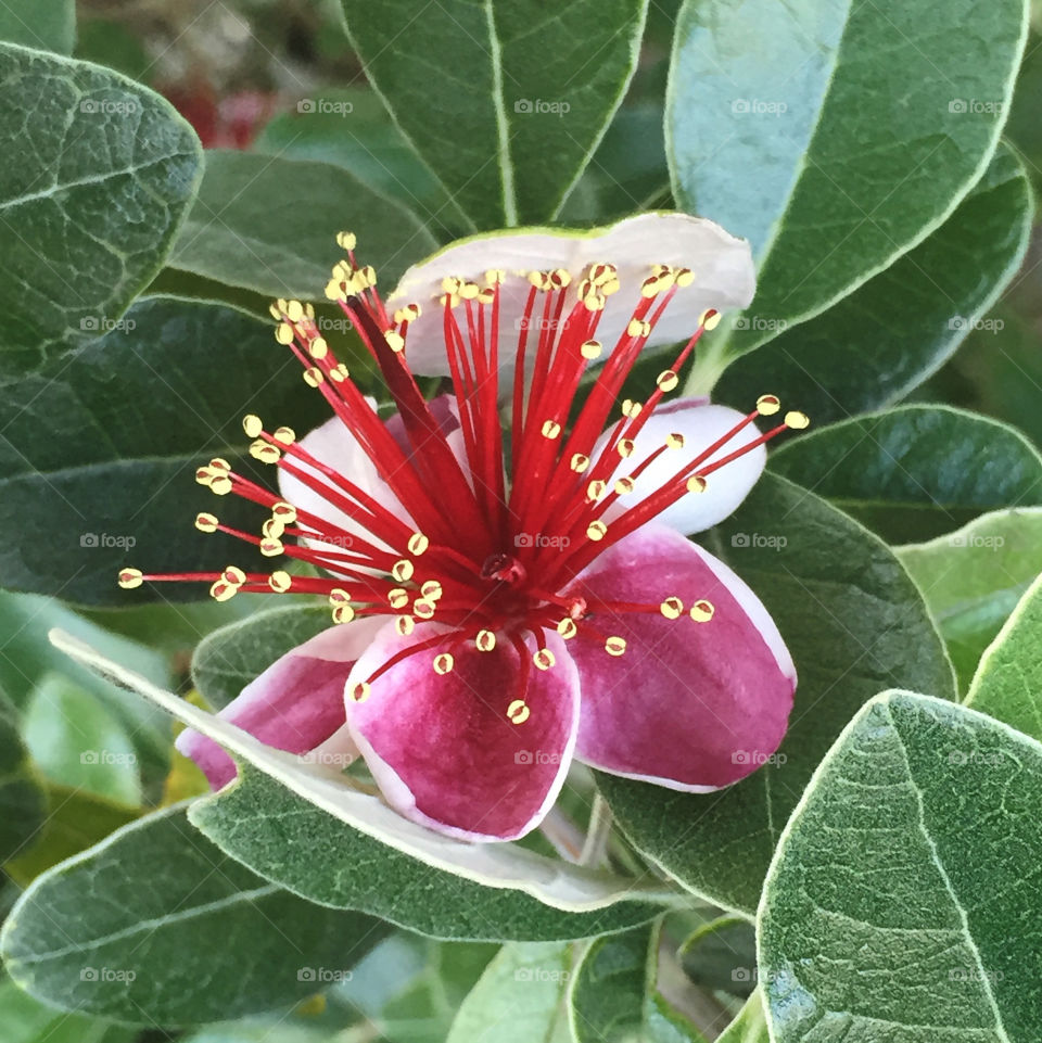 Close-up of a guavasteen flower