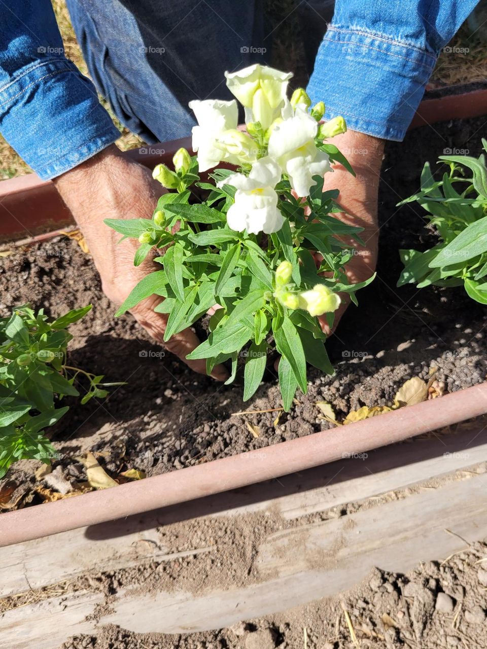 plantando en maceta