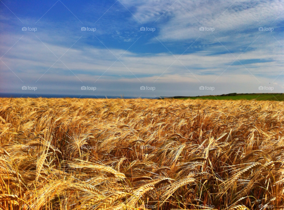 sky sea harvest wheat by craigsumner