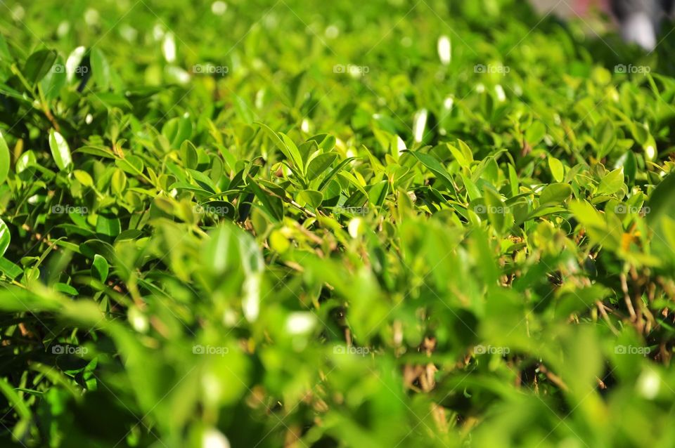 Leaf, Flora, Growth, Garden, Nature