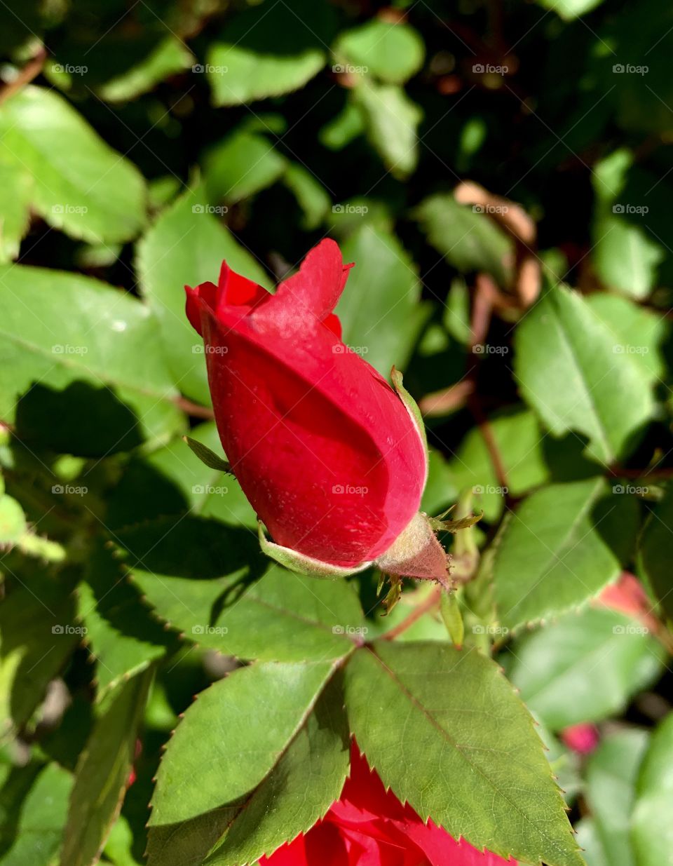 A red rose that is about to bloom