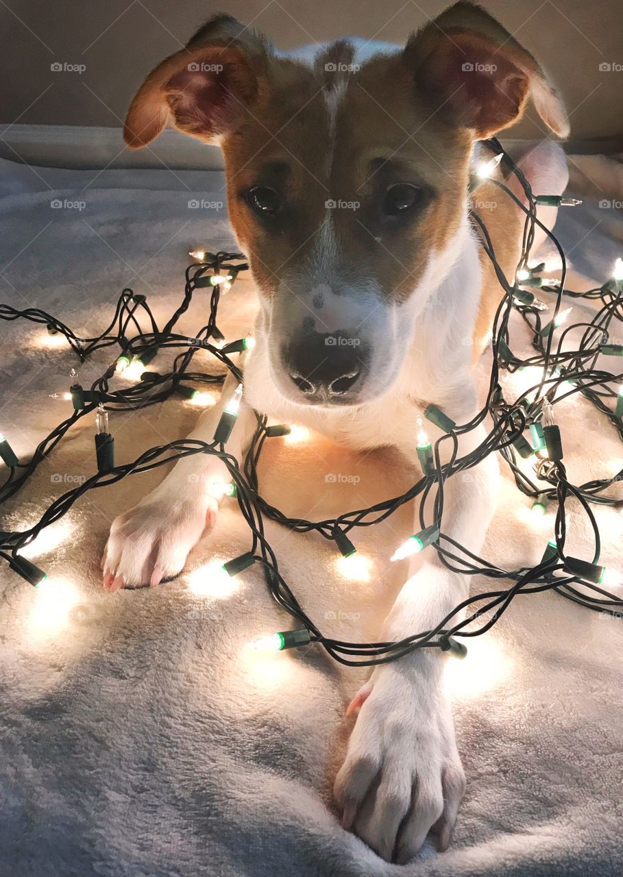 Puppy lies in a mess of Christmas lights. 