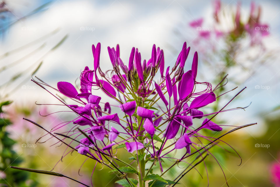 beautiful purple Thai Flower at the Chiang Rai Province Northern Thailand  Southeast Asia