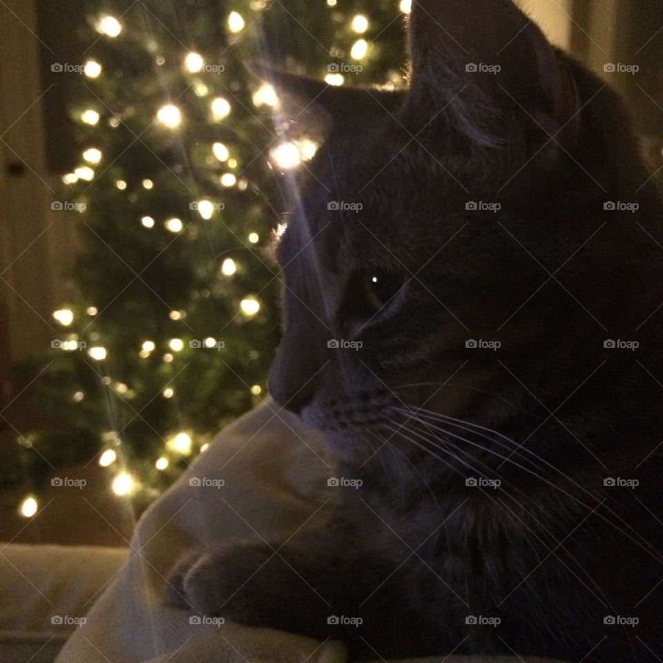 Merry Christmas Kitty