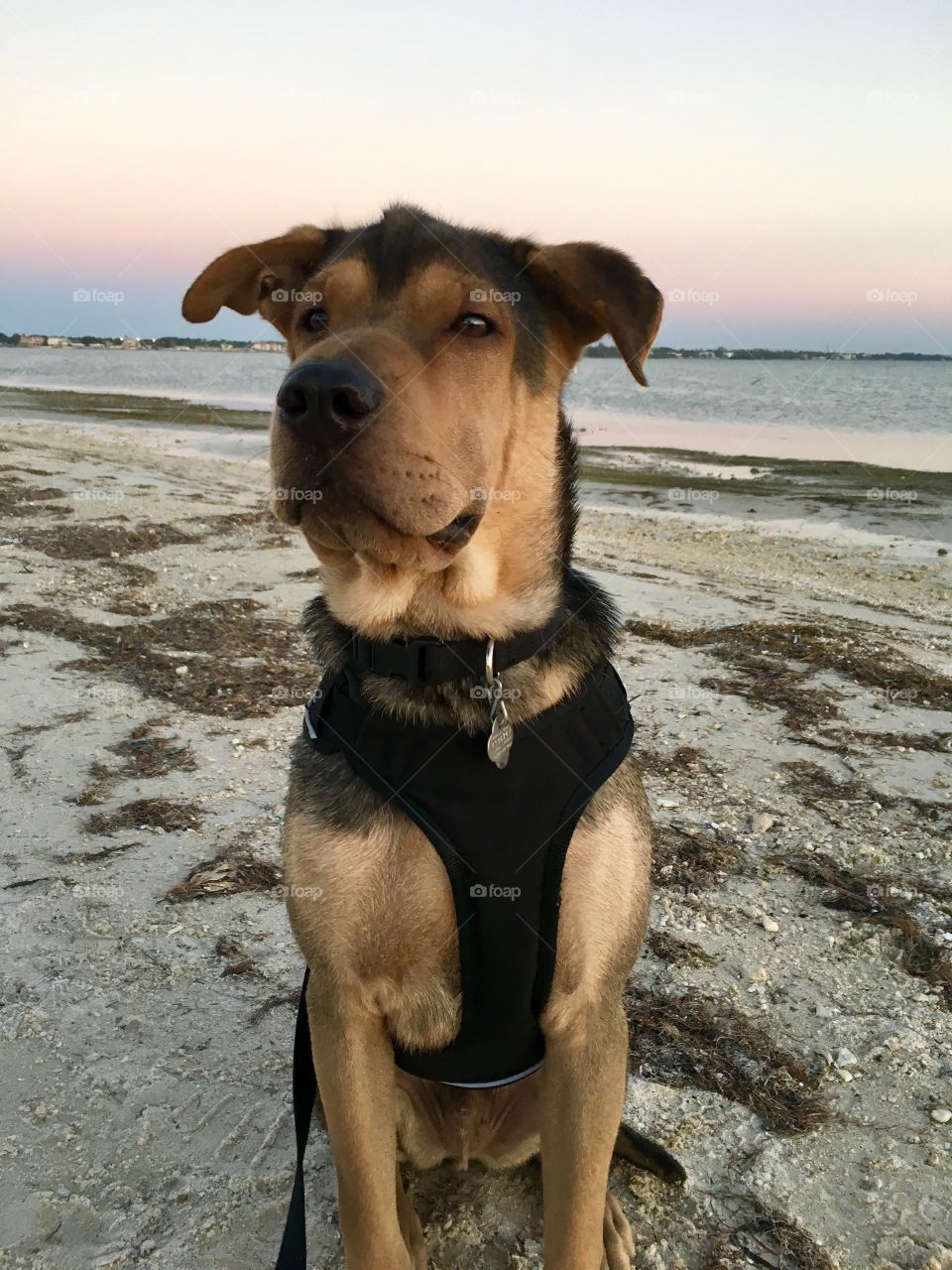 Puppy on beach. 