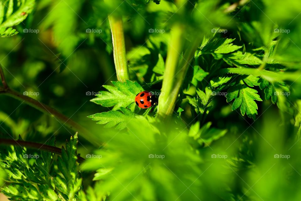 High angle view of ladybird on plant
