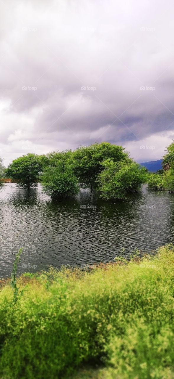 rainwater in trees