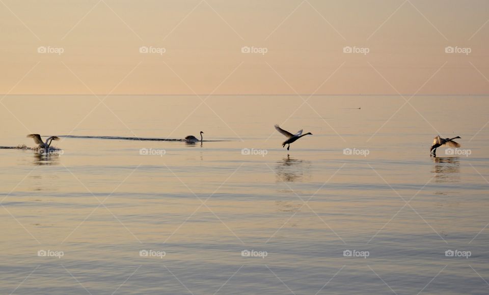 Swans flying at Baltic sea