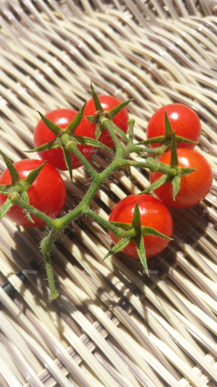 Tomatoes on the Vine