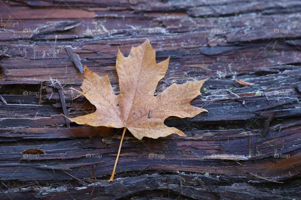 Fallen leaf 