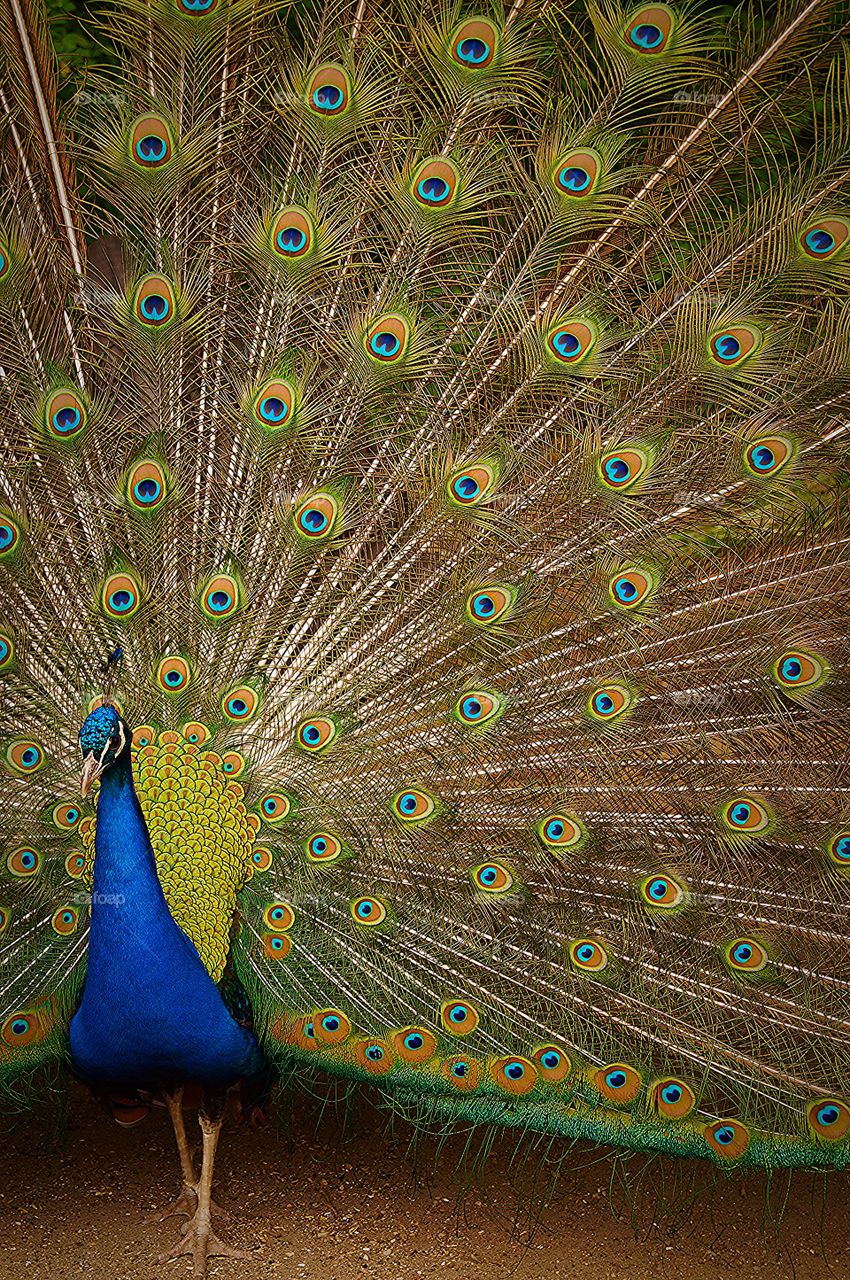 peacock