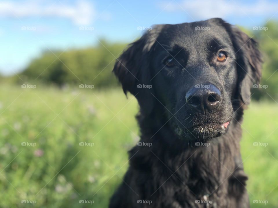 Black Lab Retriever Mix Dog Sitting in Hay field Summer Day