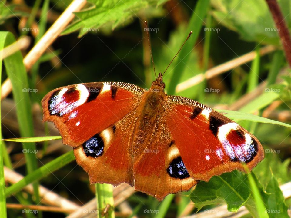 Butterfly