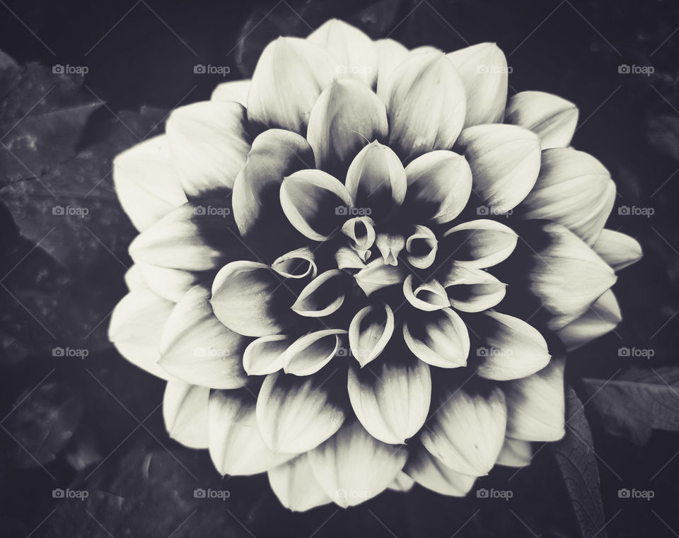 black and white dahlia