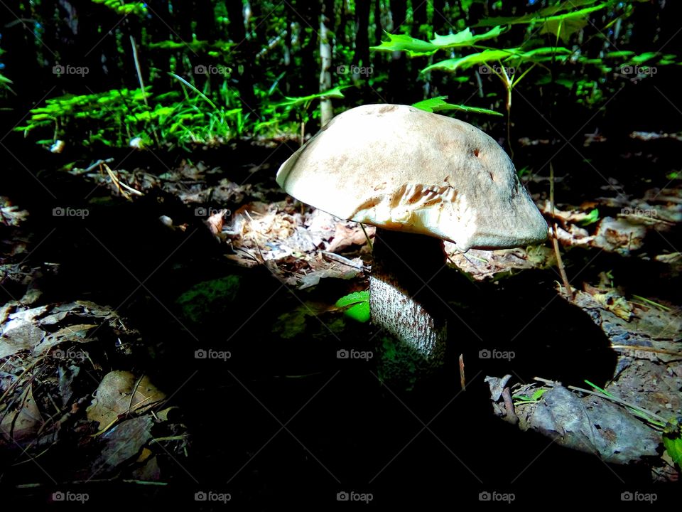 mushrooms in the forest