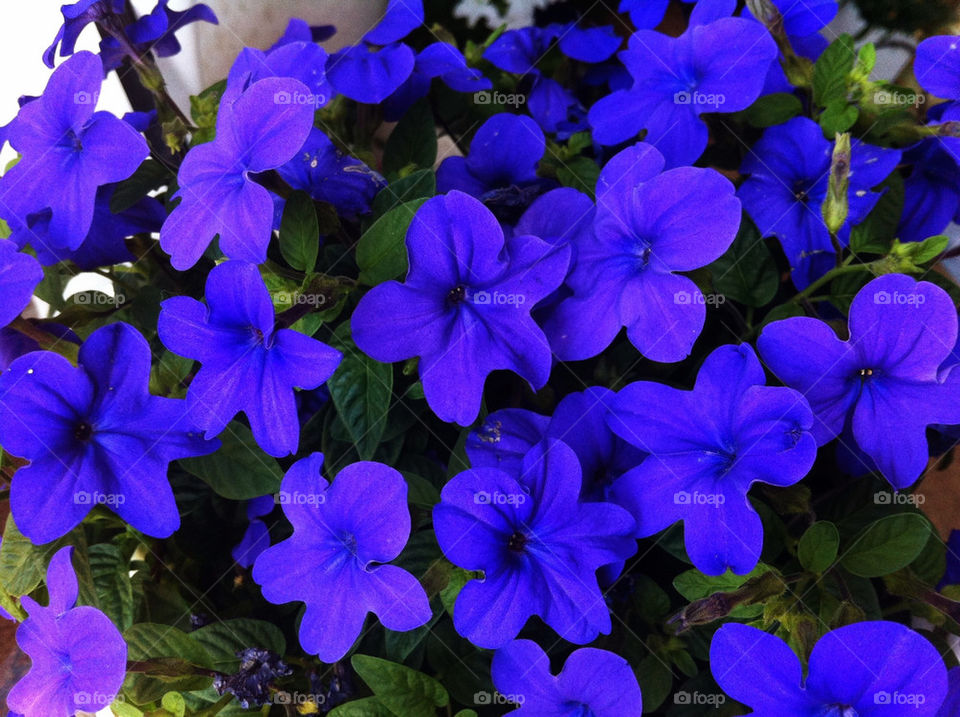 flowers nature blue summer by jesseleelion