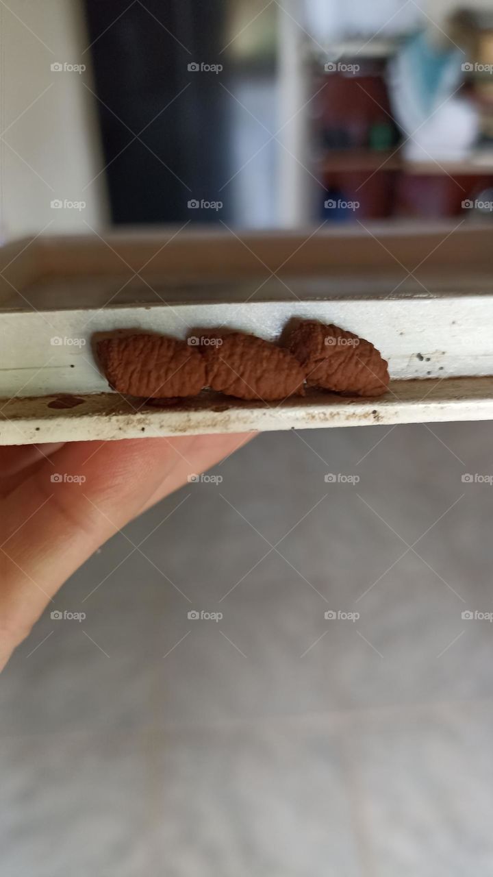 Caterpillar cocoon attached to wood, on the porch of my house.