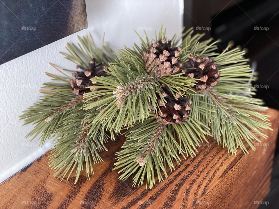 Pinecone branches