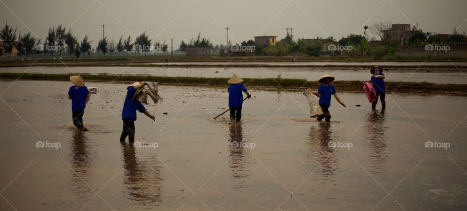 women in Thailand spread ash as fertilizer over a rice field