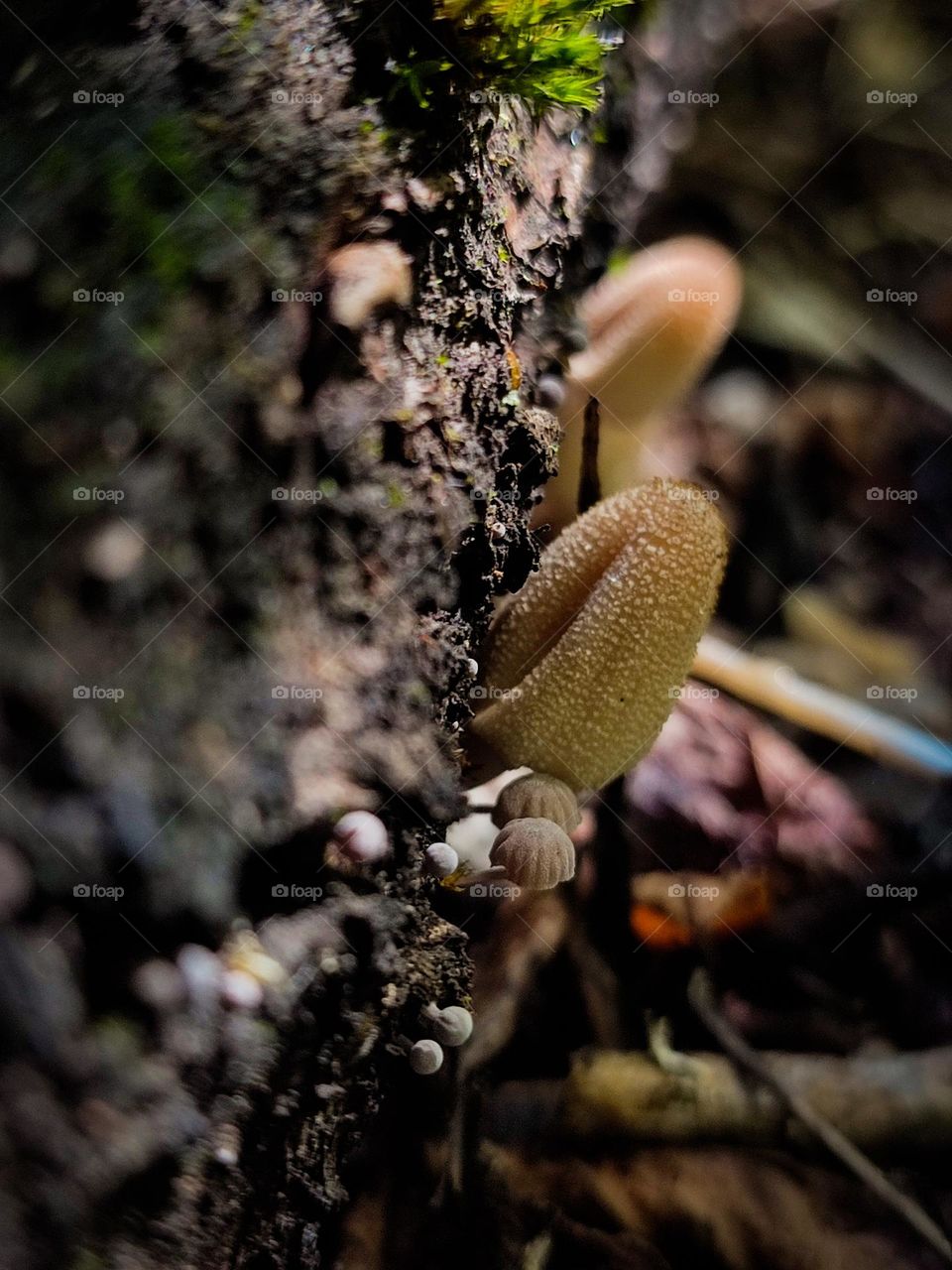 Wild mushrooms growing on the tree trunk macro photography