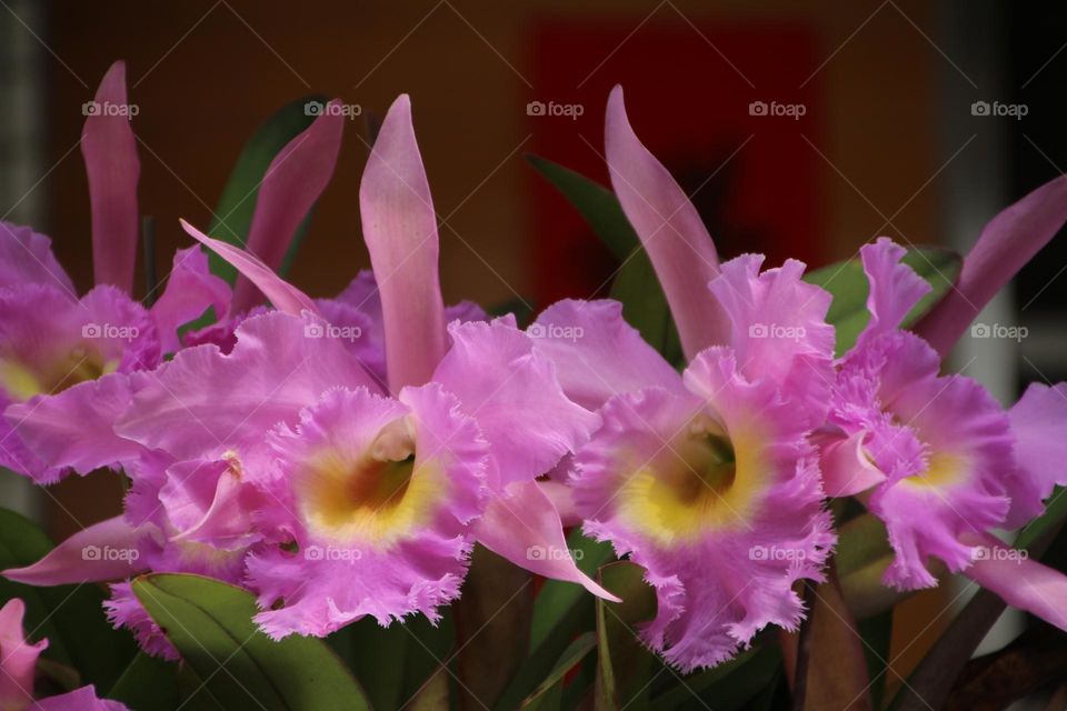 Beautiful and blooming flowers of orchids