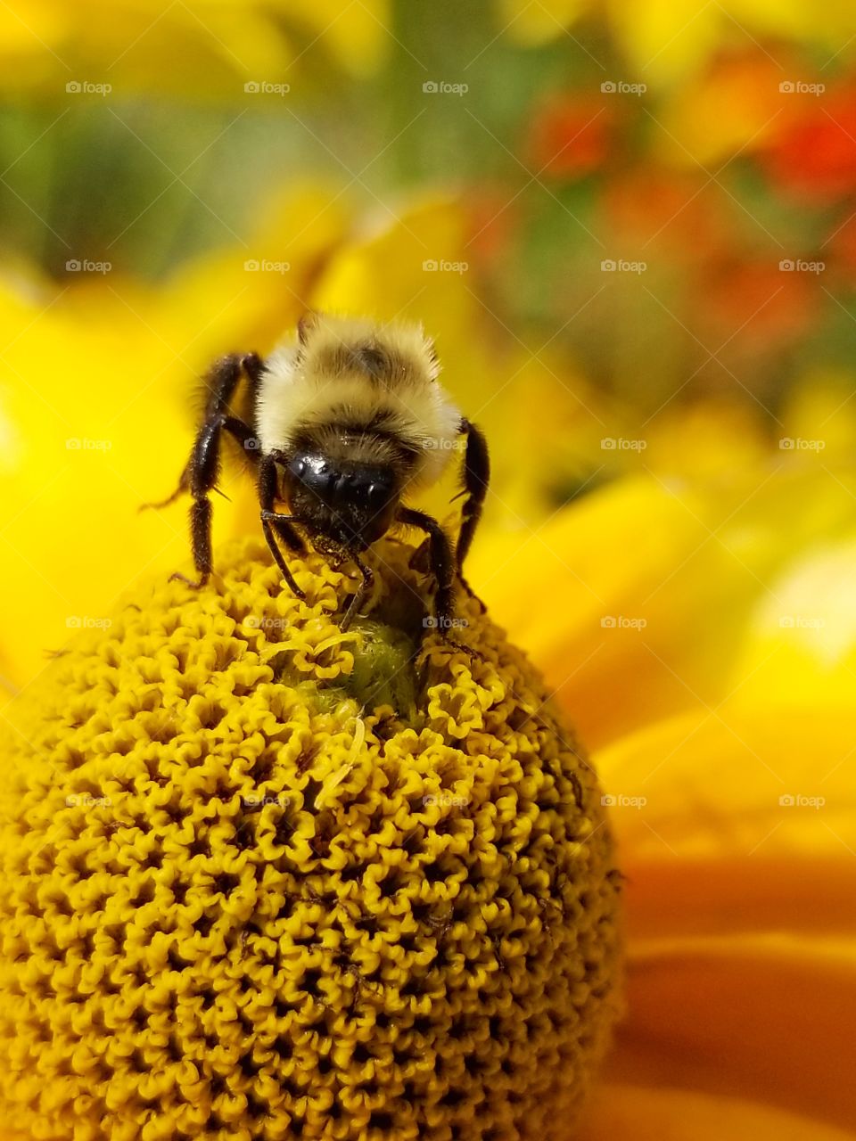 Bee on a yellow flower