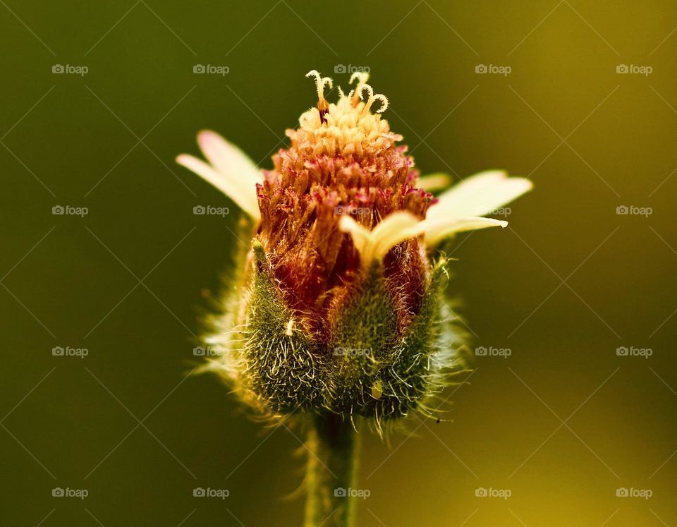 Coat button flower bud - Yellow shade of sun 