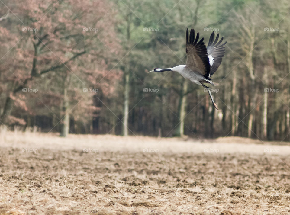 View of bird flying