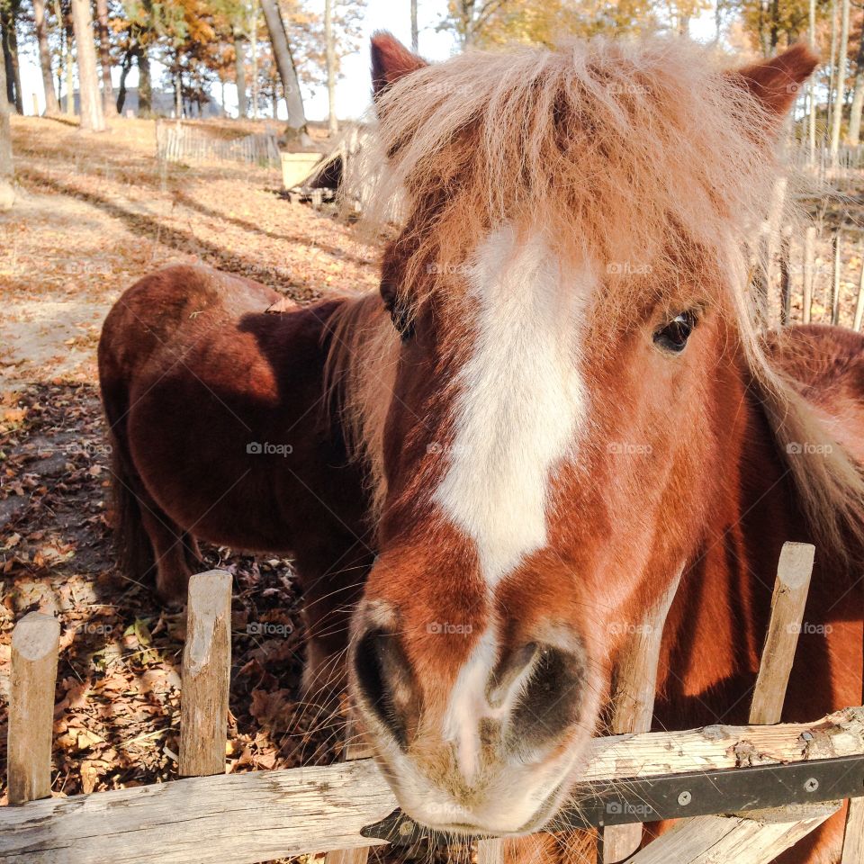 autumn ponies