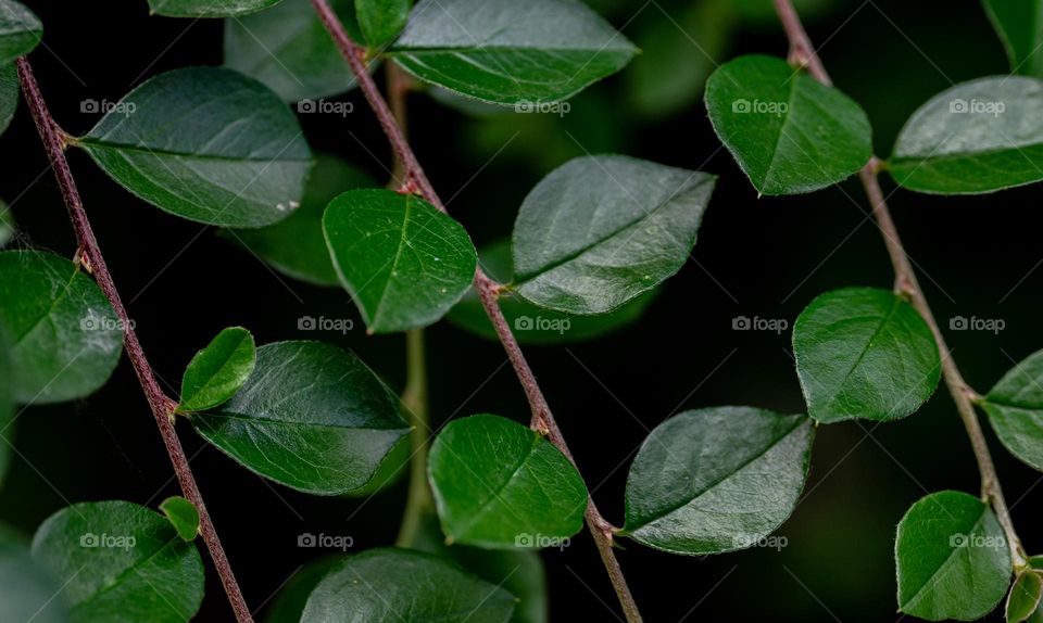Green leaves pattern 