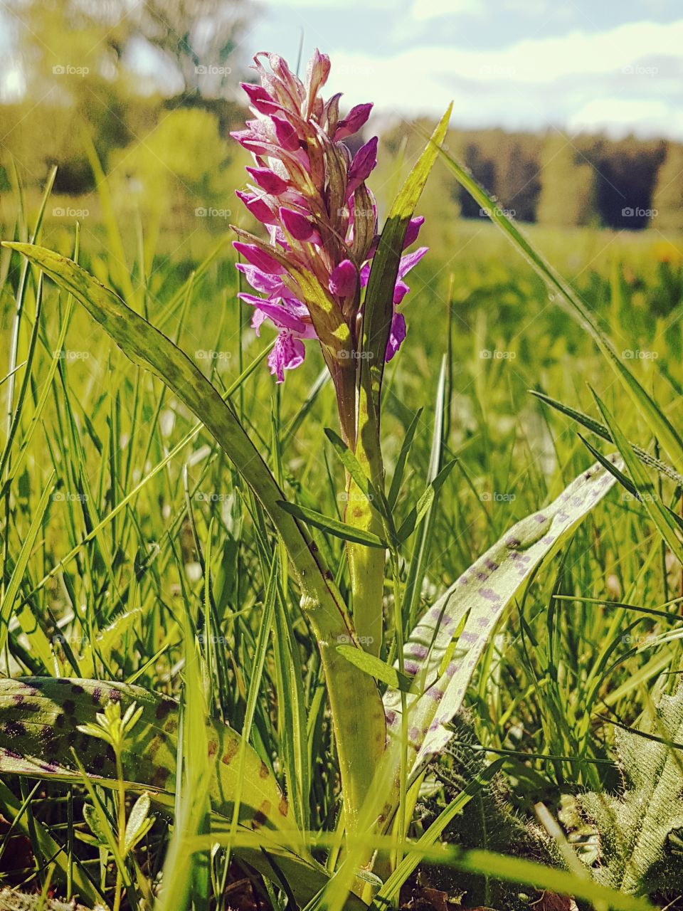 gefleckte Knabenkraut