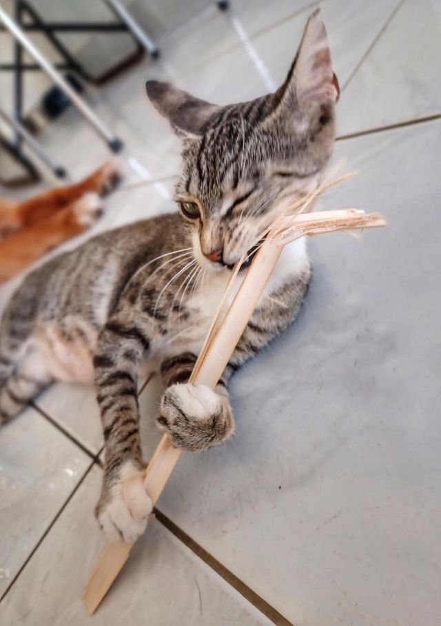Eat baby eat