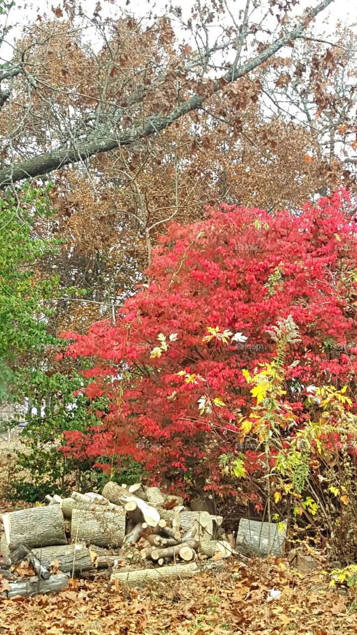 Firewood laying next to a burning bush