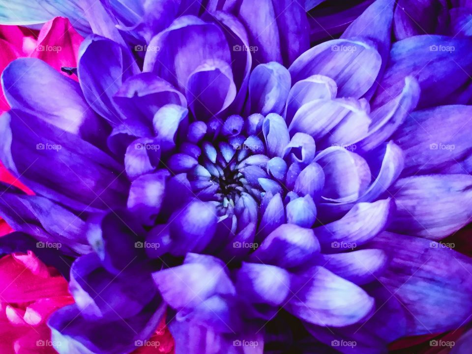 Purple Mum